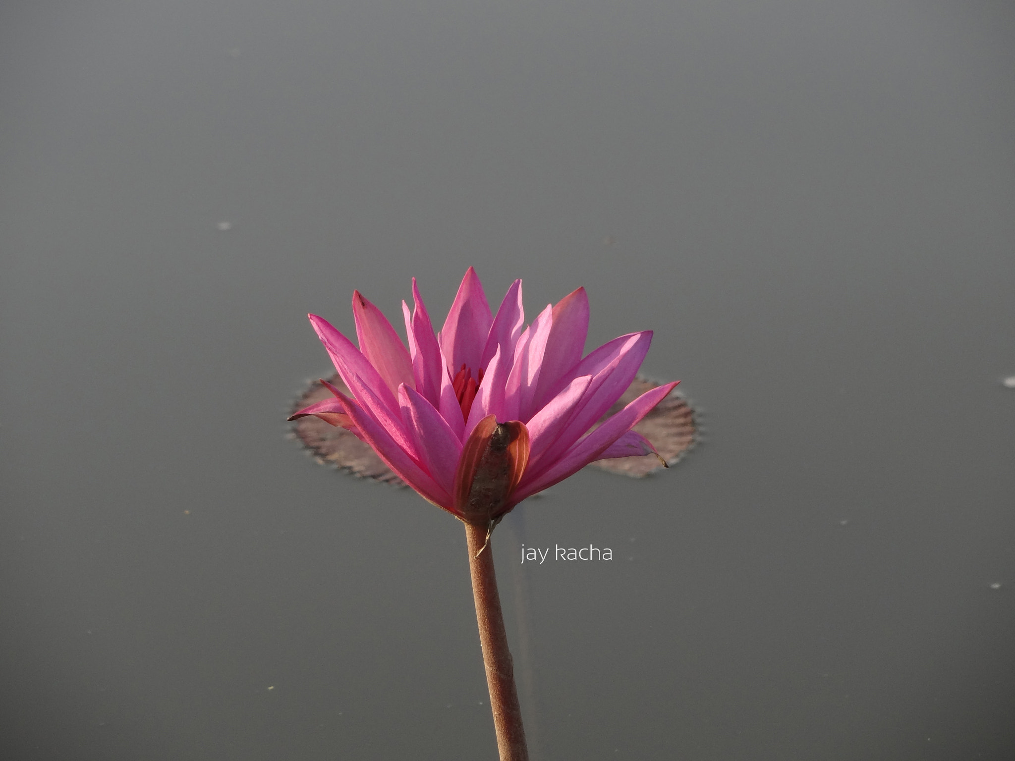 Sony Cyber-shot DSC-HX7V sample photo. Lotus photography