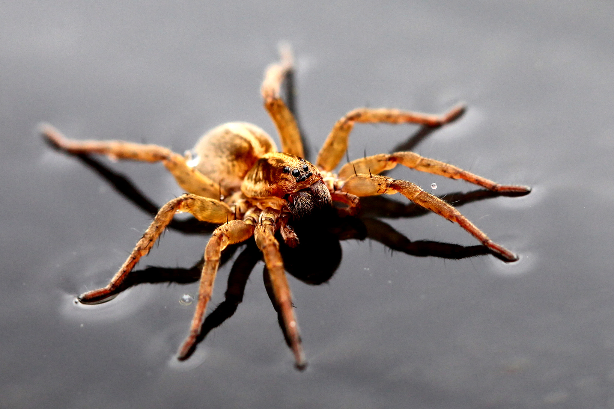 Monomon L Araignée D Eau