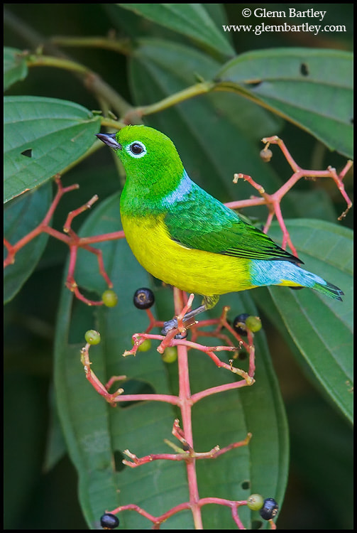 Blue-naped Chlorophonia (Chlorophonia cyanea)