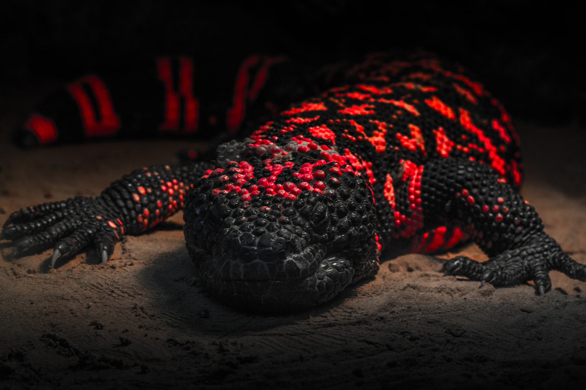 Poison Lizard by Young Studio / 500px