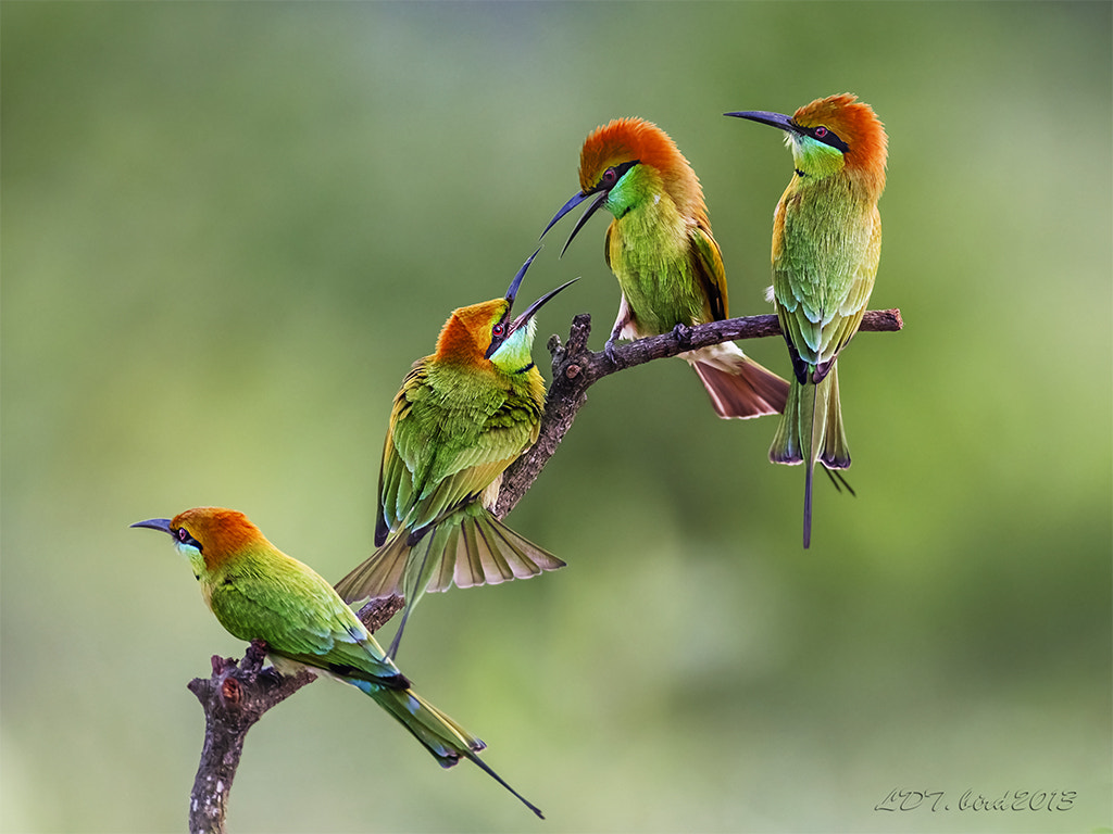 Nikon AF-S Nikkor 600mm F4D ED-IF II sample photo. Bee-eater**** photography