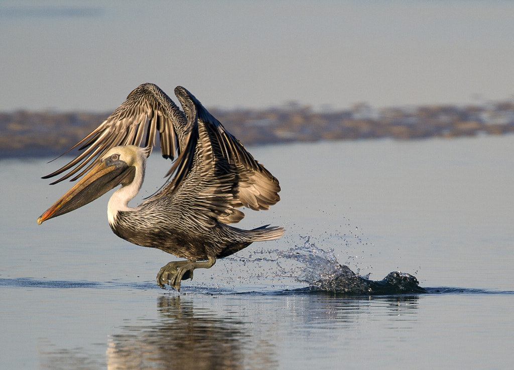Skipping Pelican Finding Nemo Characters in real life: Nigel – Brown pelican