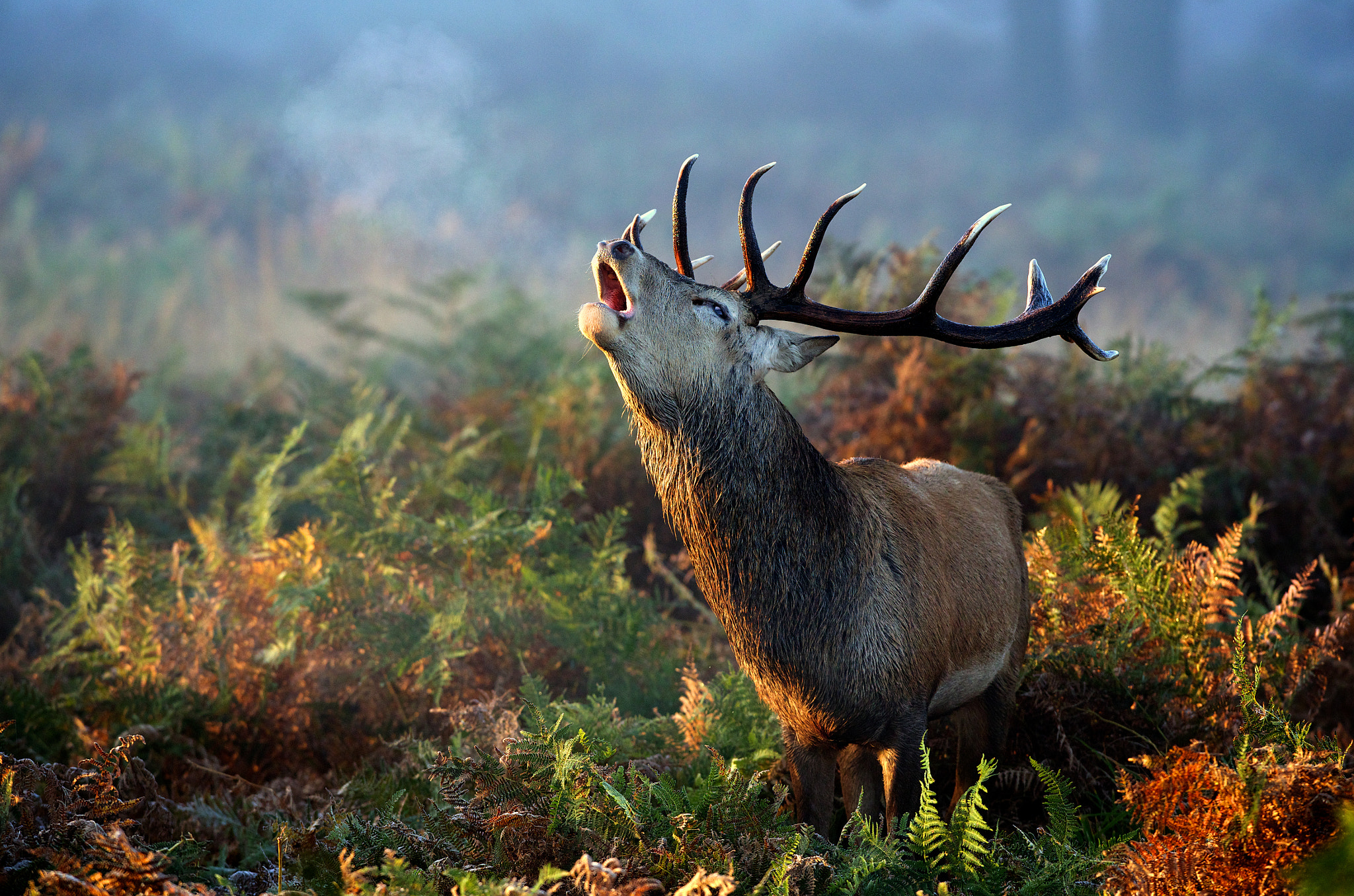 Canon EOS-1D X + Canon EF 300mm F2.8L IS USM sample photo. Autumn call photography