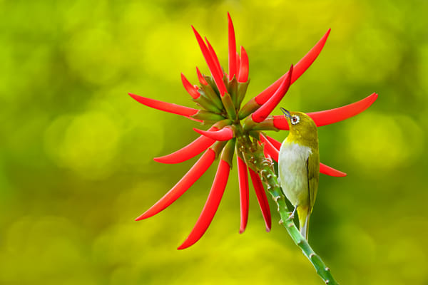 Bird and Red Flower