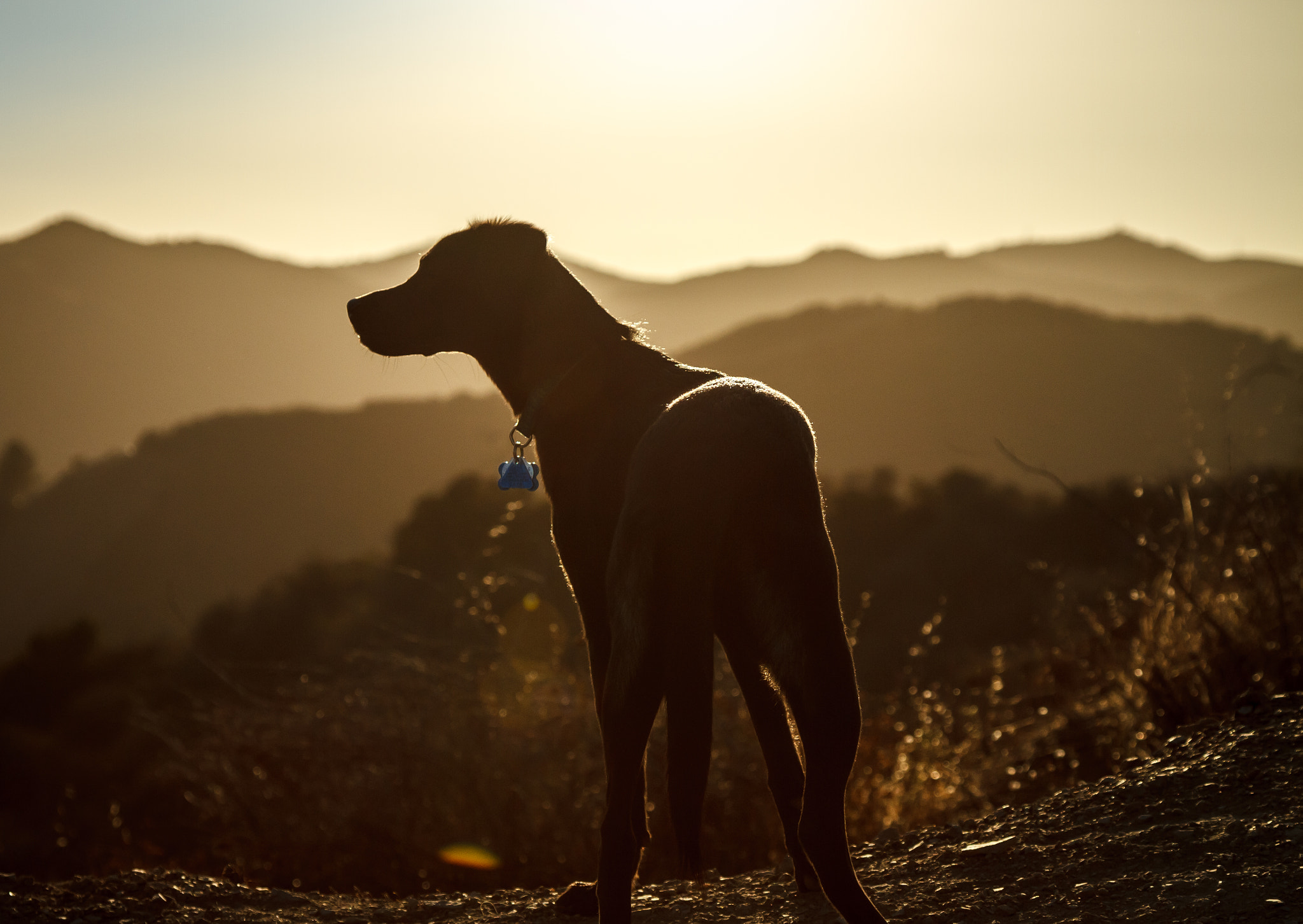 Puppy Hike