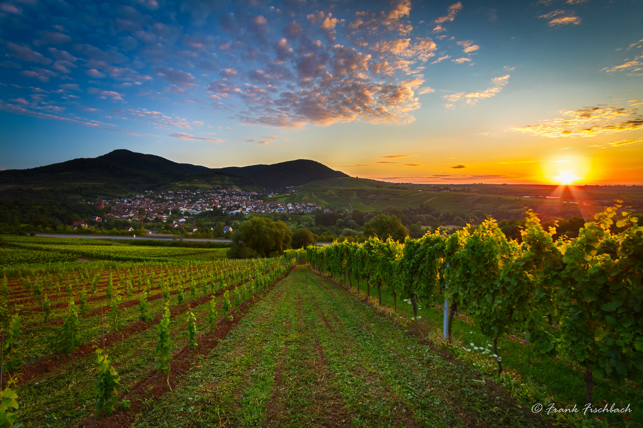 Vineyard with colorful sunrise in Pfalz, Germany by Frank Fischbach Photo 50221012 / 500px
