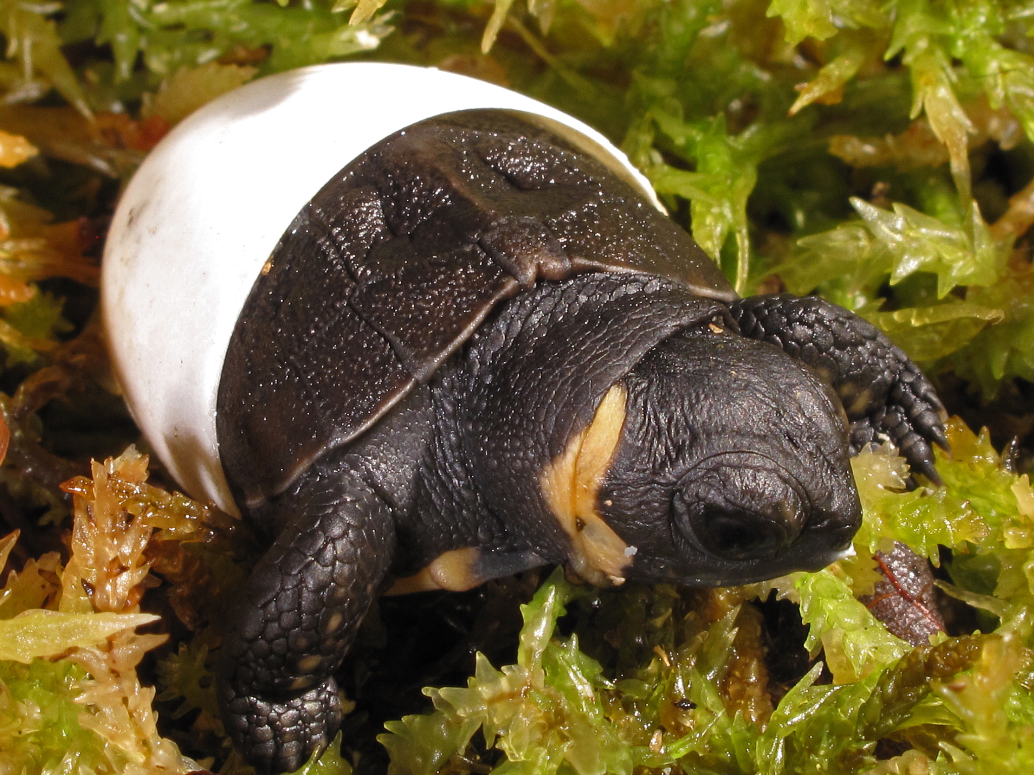 Baby Bog Turtle by Alan Cressler - Photo 5026452 / 500px