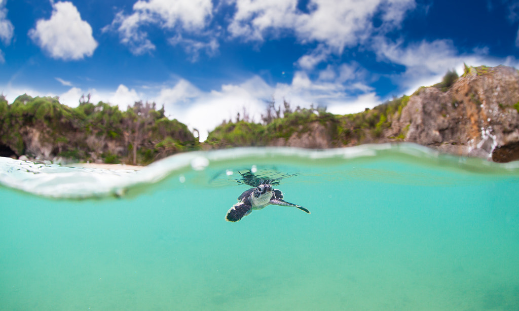 Baby Sea Turtle Okinawa by Tanya Salone on 500px.com