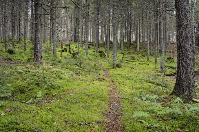Trail to Barnum Pond, Adirondacks