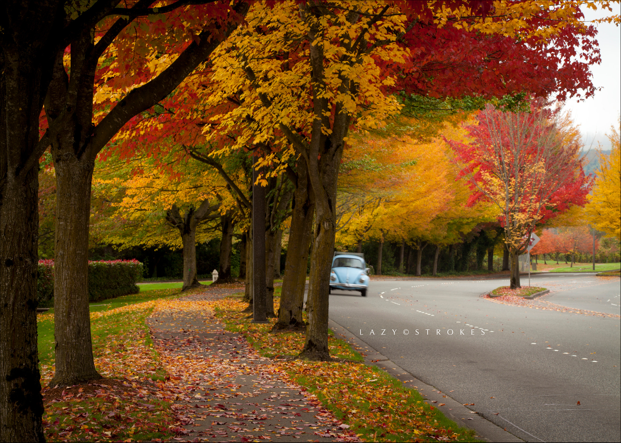 Buggy in the fall