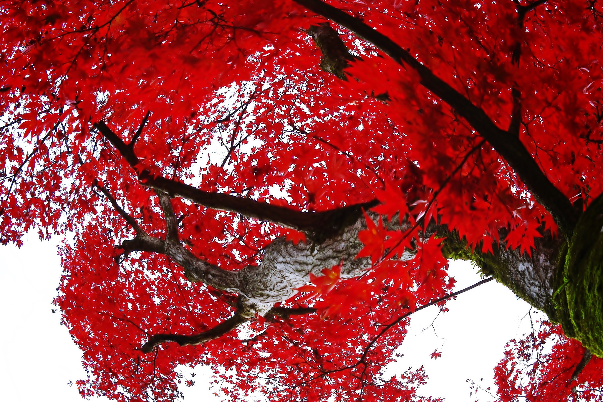 v2?sig=9f5c7d045f5f451c2facb130c4c8cea2081b1b9ad3a0aa04835d8619af823cef