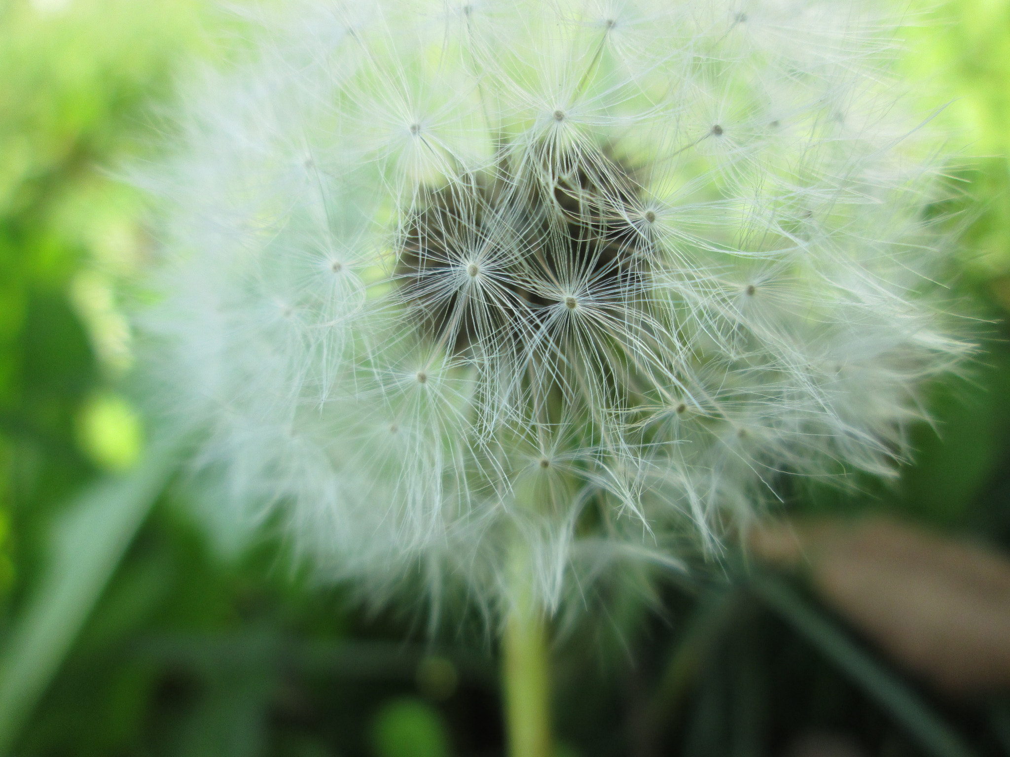 Dandelion