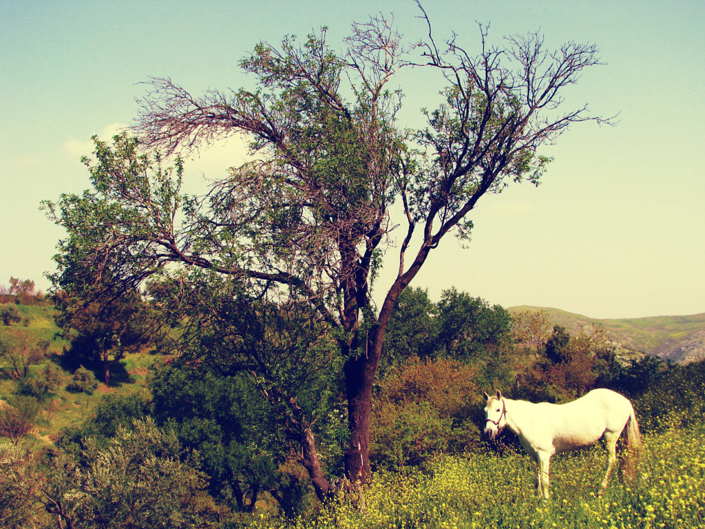 the horse. by z. e. / 500px