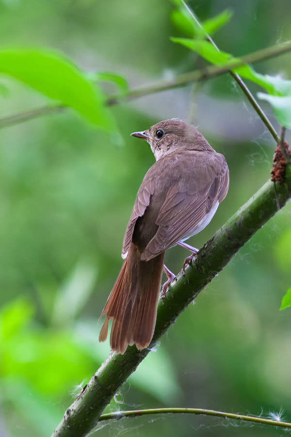 Canon EOS 40D + Canon EF 400mm F5.6L USM sample photo. Trush nightingale photography