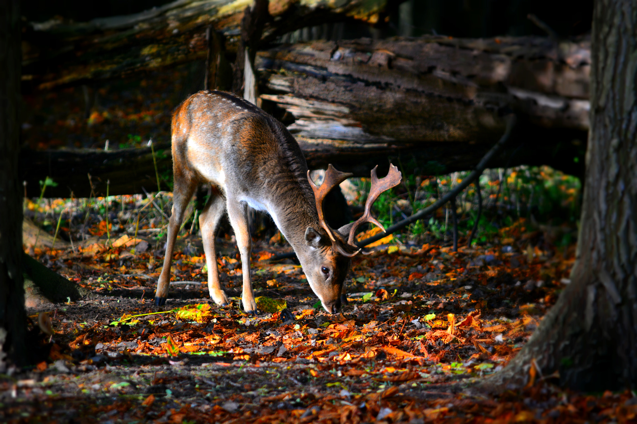 foraging buck