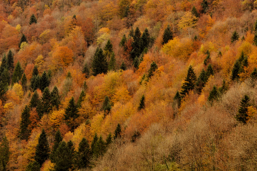 Forest in the Swiss Jura by Chris Weber on 500px.com