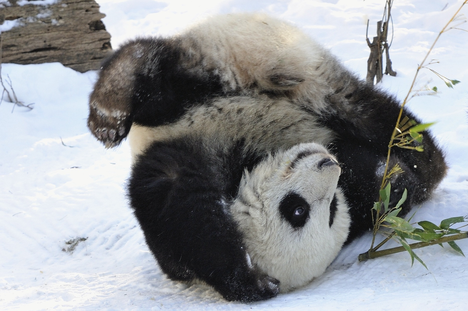 Rolling Panda by Josef Gelernter - Photo 5043736 / 500px