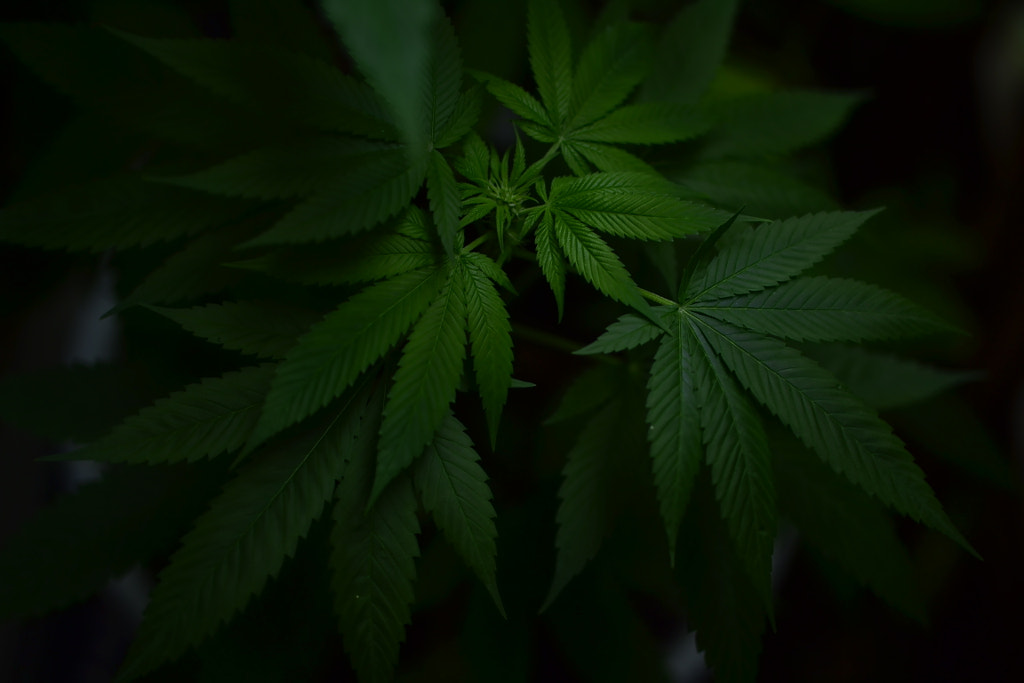 Cannabis by Hasnain Khan on 500px.com