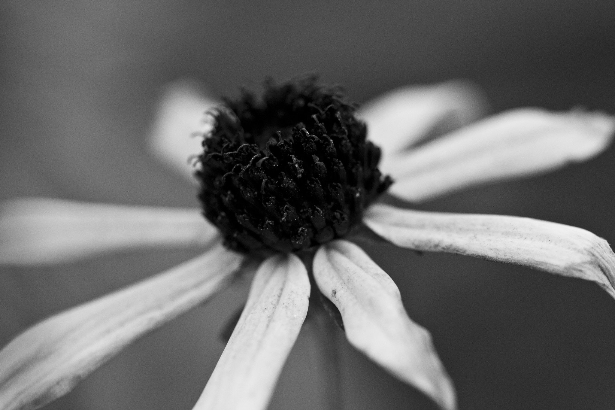 bnw flower