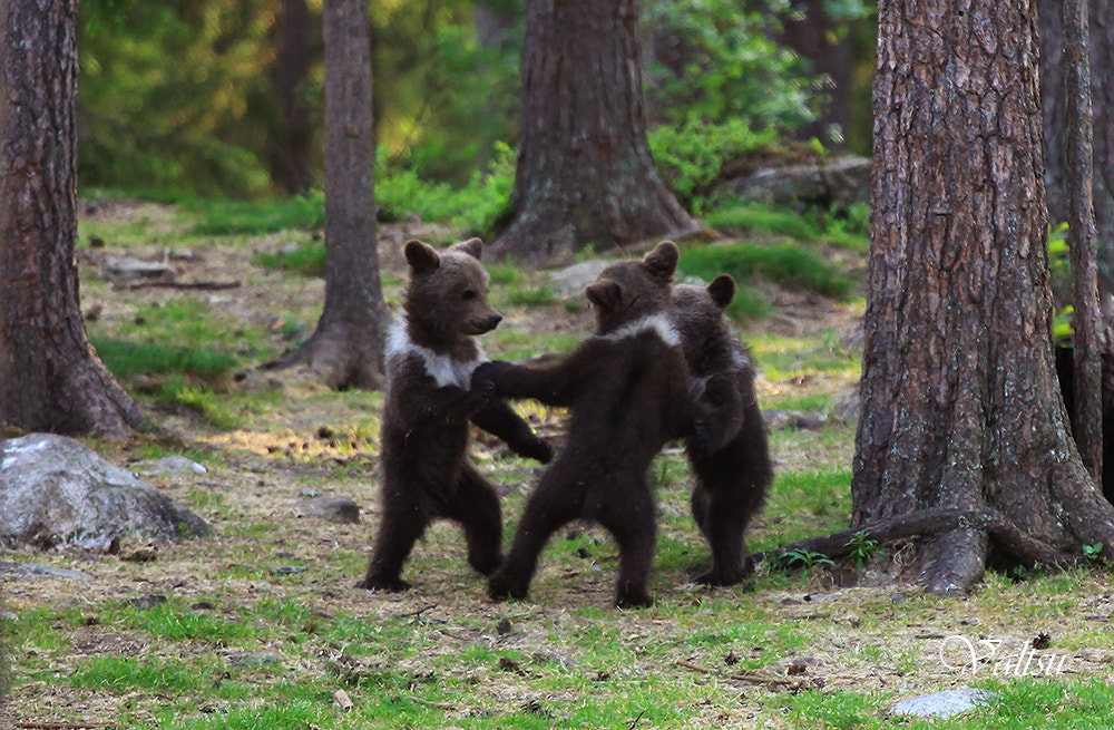 Finnish dancing bears ... by Valtteri Mulkahainen on 500px.com