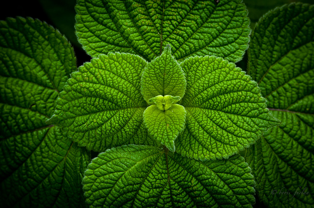 VEGETAL PORNOGRAPHY by Boris Furlan on 500px.com