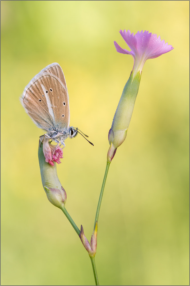 Polyommatus damon by Peter Schwarz on 500px.com