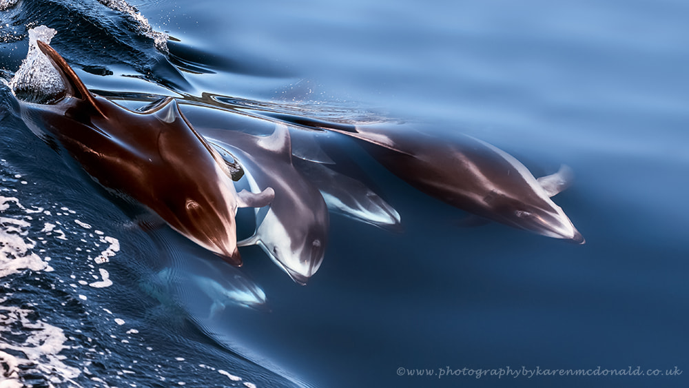 Wild Dolphin Pod by Karen Deakin on 500px.com