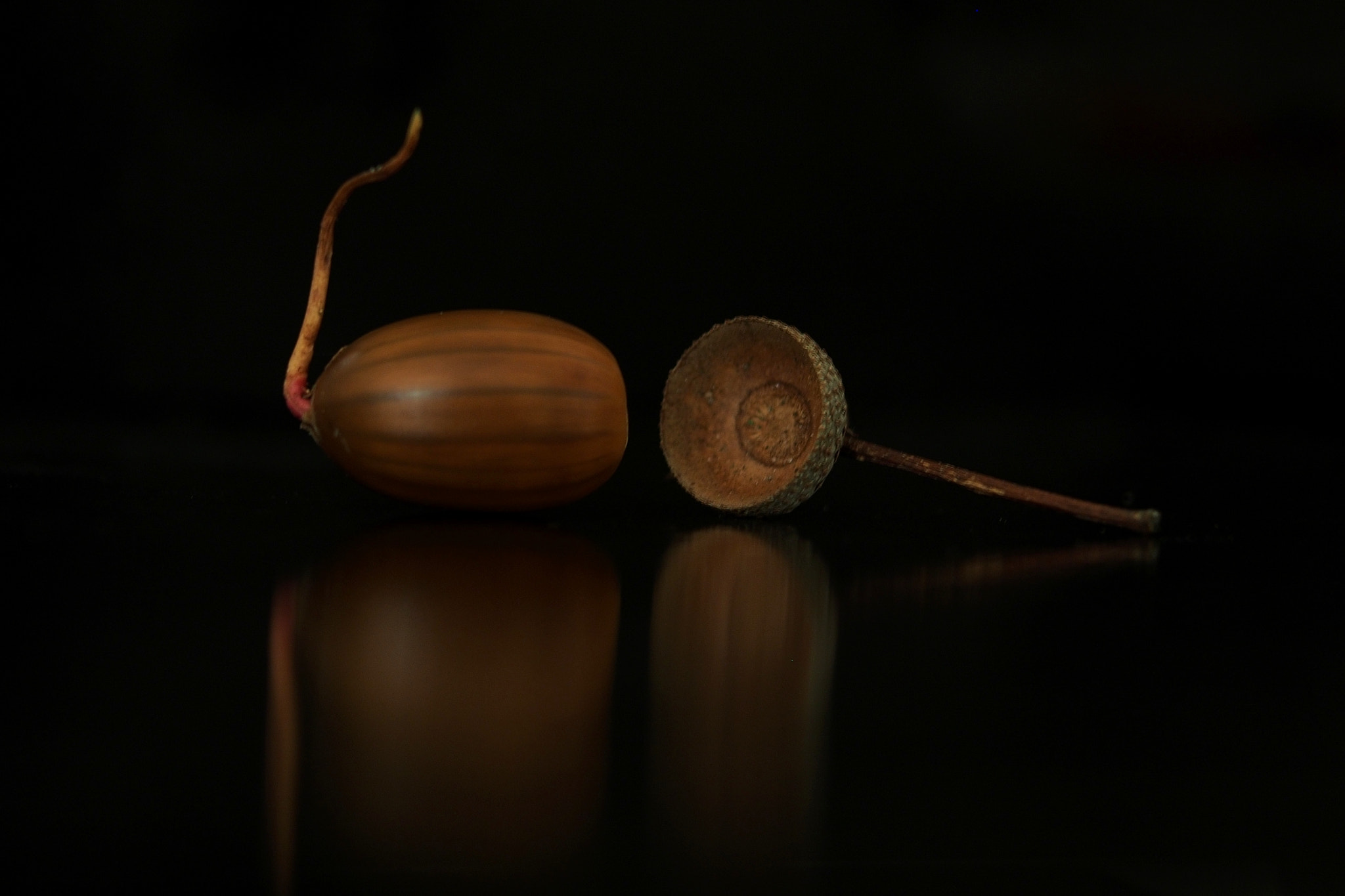 It Started with an Acorn...