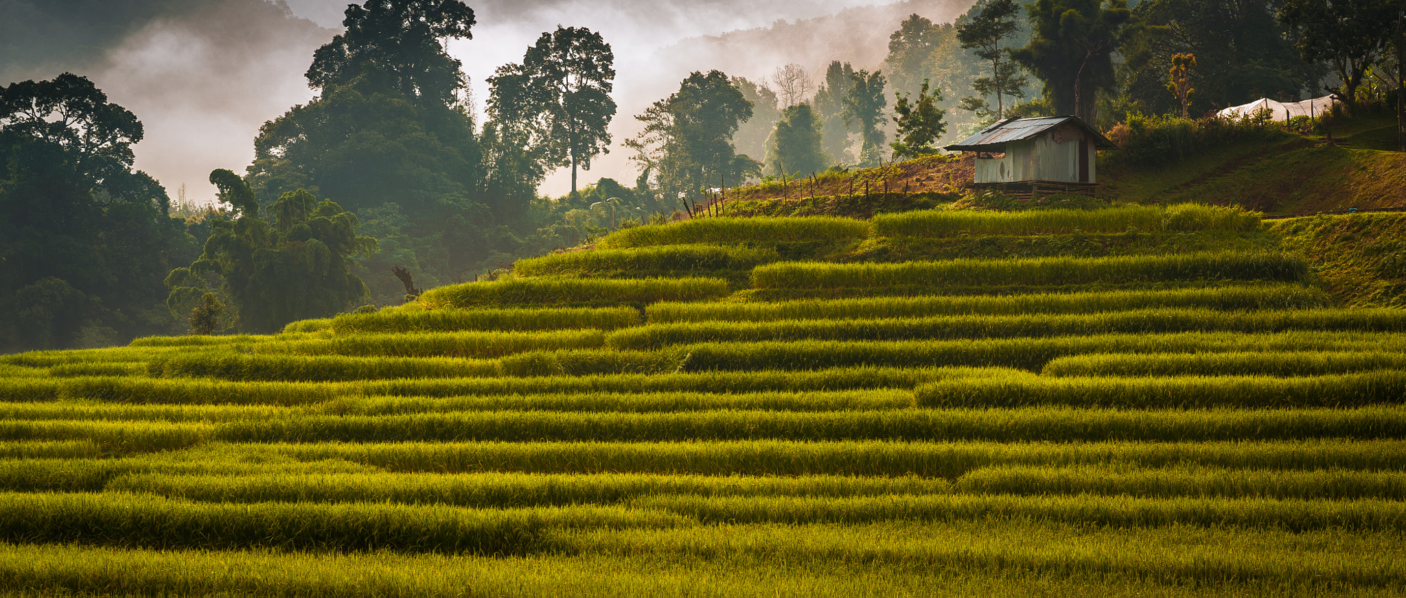 Rice field on steps 2