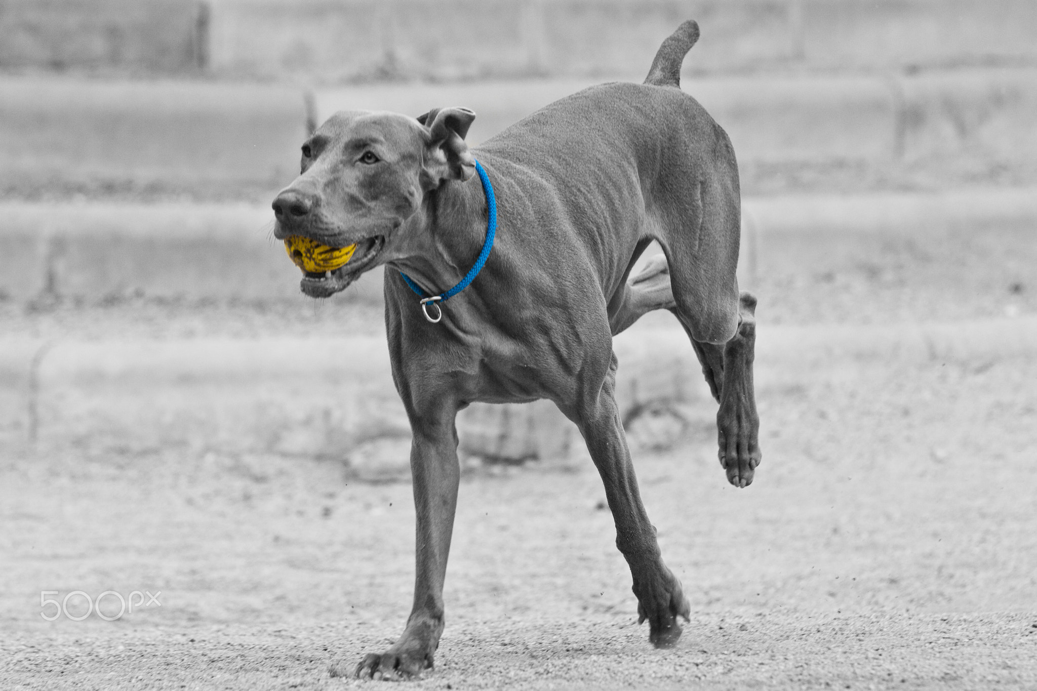 Dogs of Barcelona #6