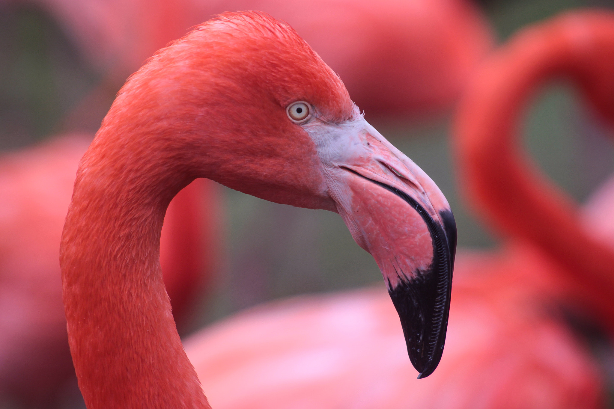 Flamingo watch