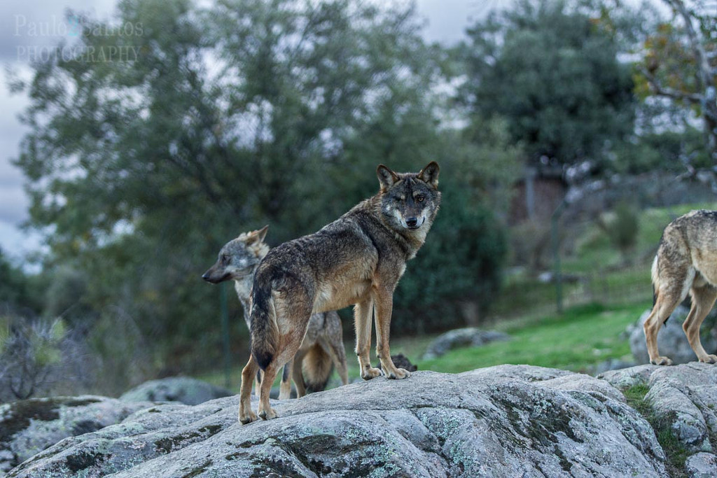manada de lobos by PAULO SANTOS / 500px