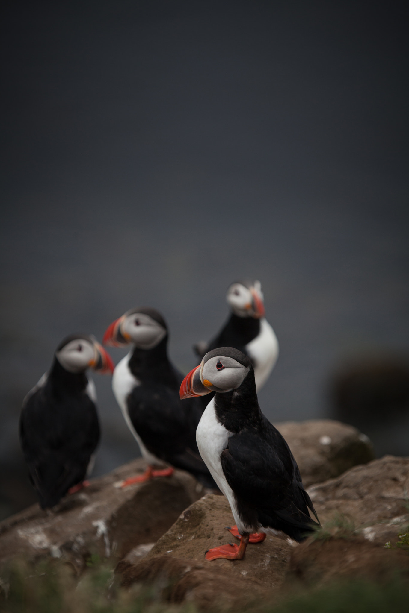 Puffins by Lynsey Smyth on 500px.com