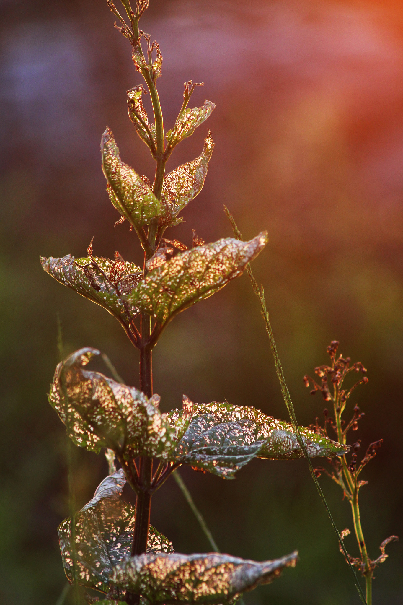 v2?sig=33df882110a886979a2cfdb3ee317c4a02028a72533d9b2bc7e616122a800c75