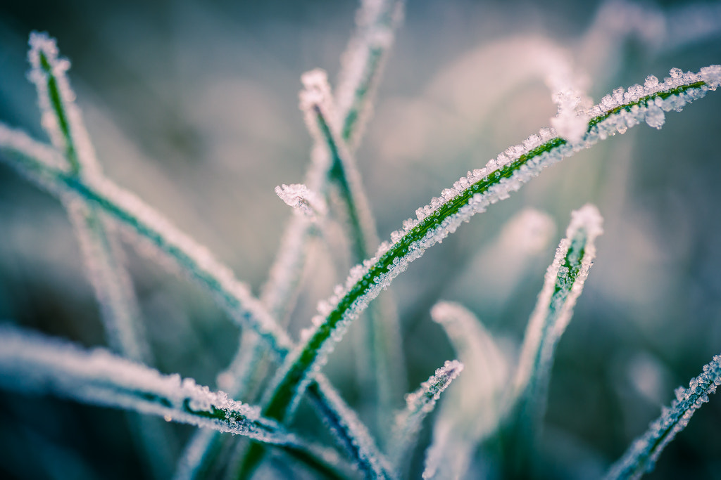 Frozen Grass by Kristian Foshaug on 500px.com