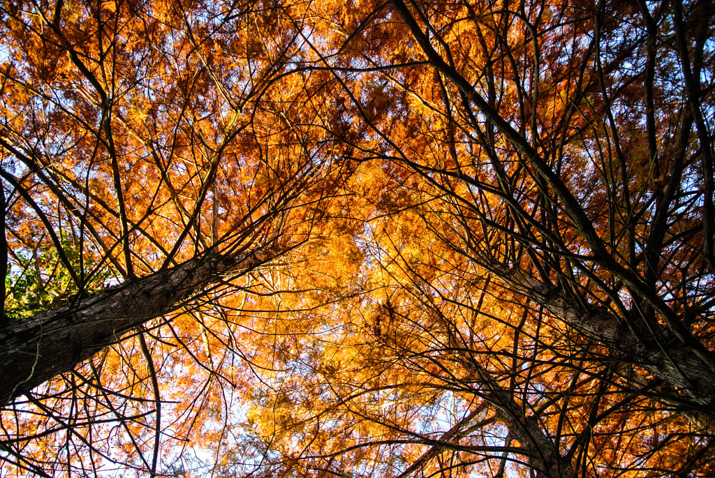 Golden Amber by Jason Houchins on 500px.com