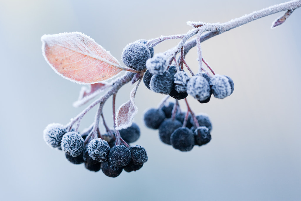 Сhokeberry on a frost by Maxim Striganov on 500px.com