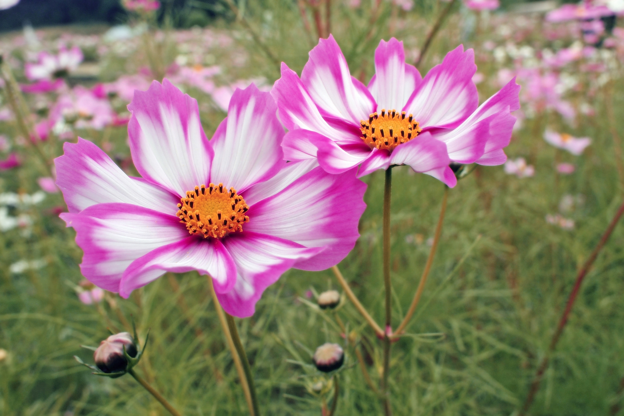 長岡丘陵公園にて