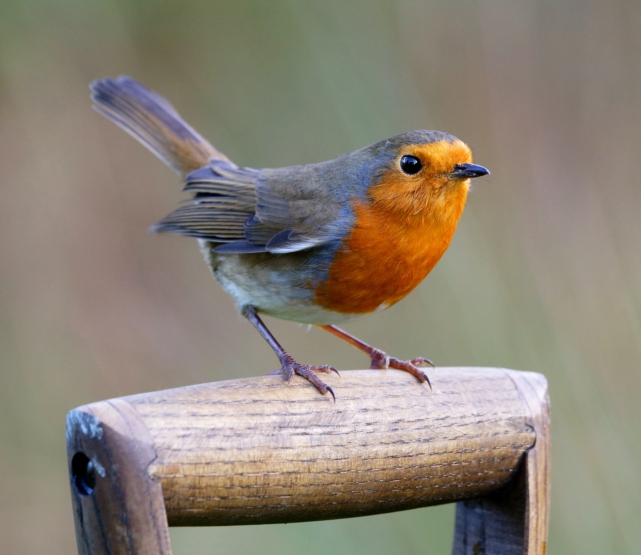 Robin on the garden fork. by Mike Turtle on 500px.com