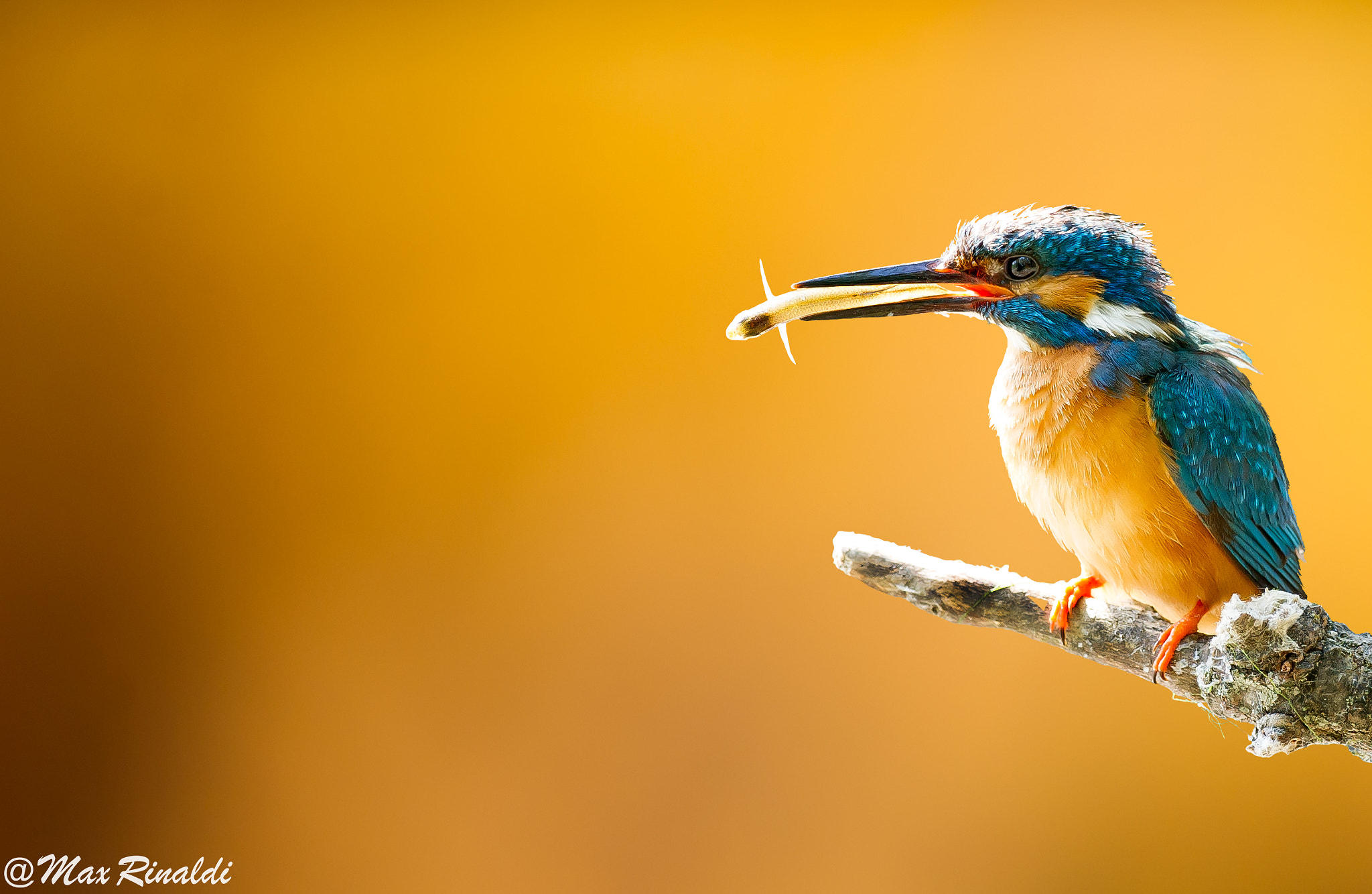 Nikon AF-S Nikkor 300mm F2.8G ED VR II sample photo. Autumn catches glory photography