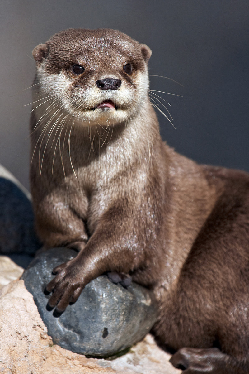 The otter king by Florence Perroux - Photo 5188556 / 500px