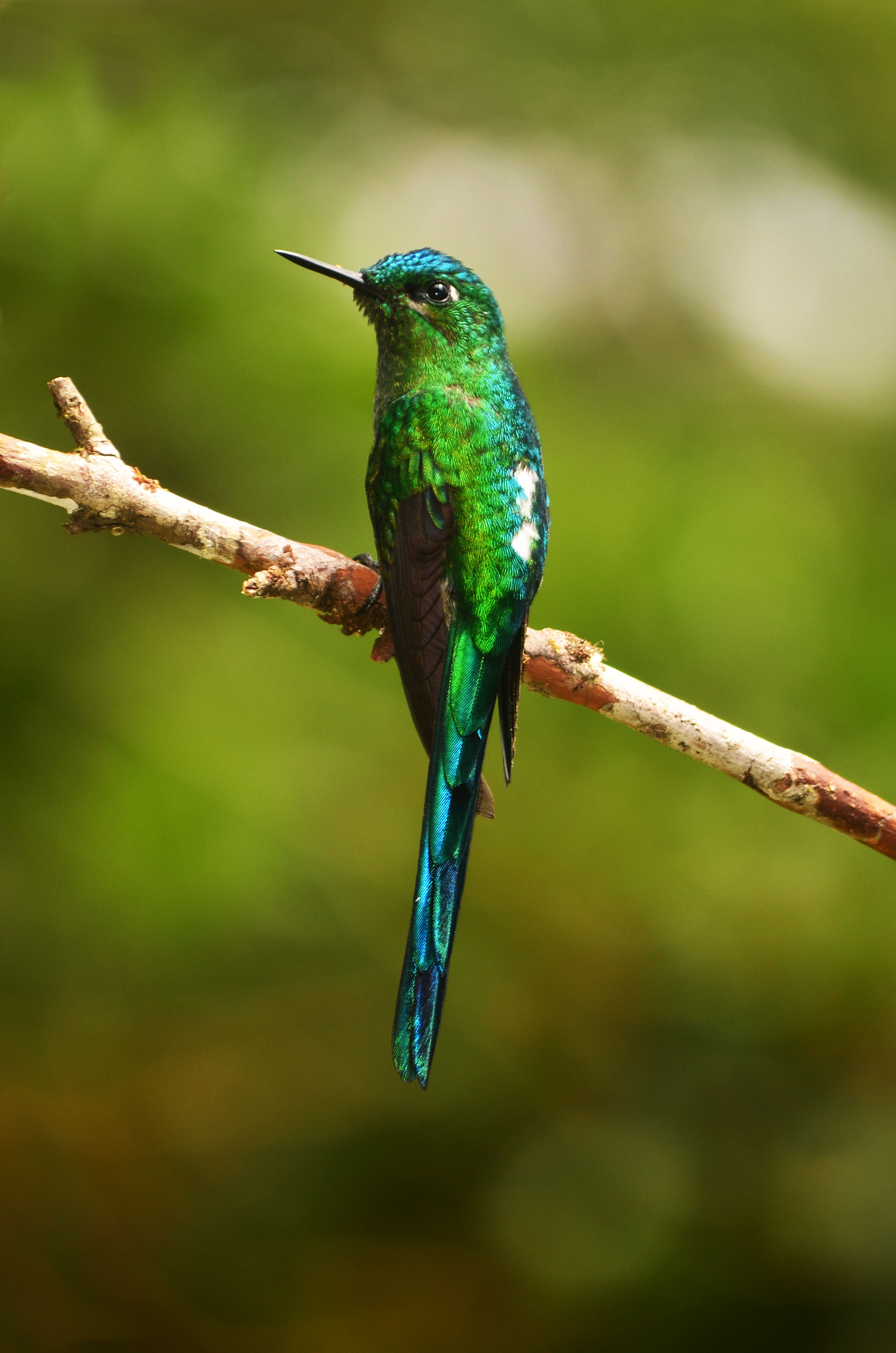 Long-Tailed Sylph