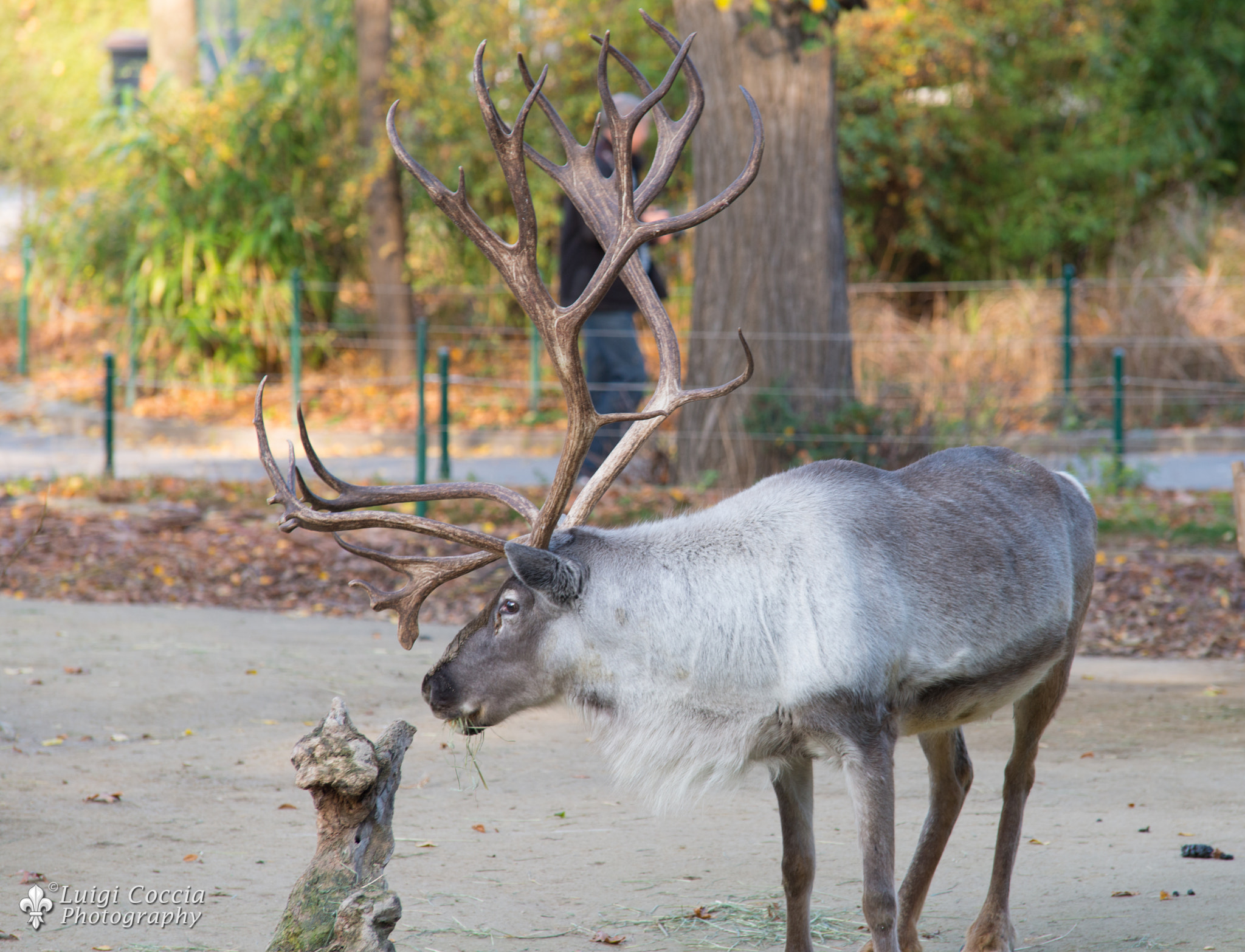 the old reindeer by Luigi Coccia / 500px