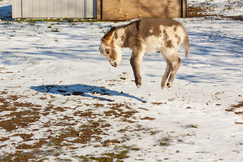 Levitating Donkey by Doug Brown on 500px.com