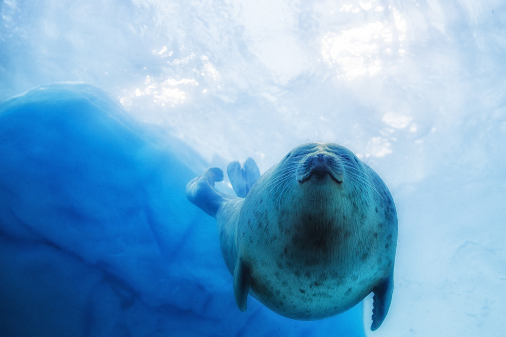 Underwater Smiles by Jason McDonald on 500px.com