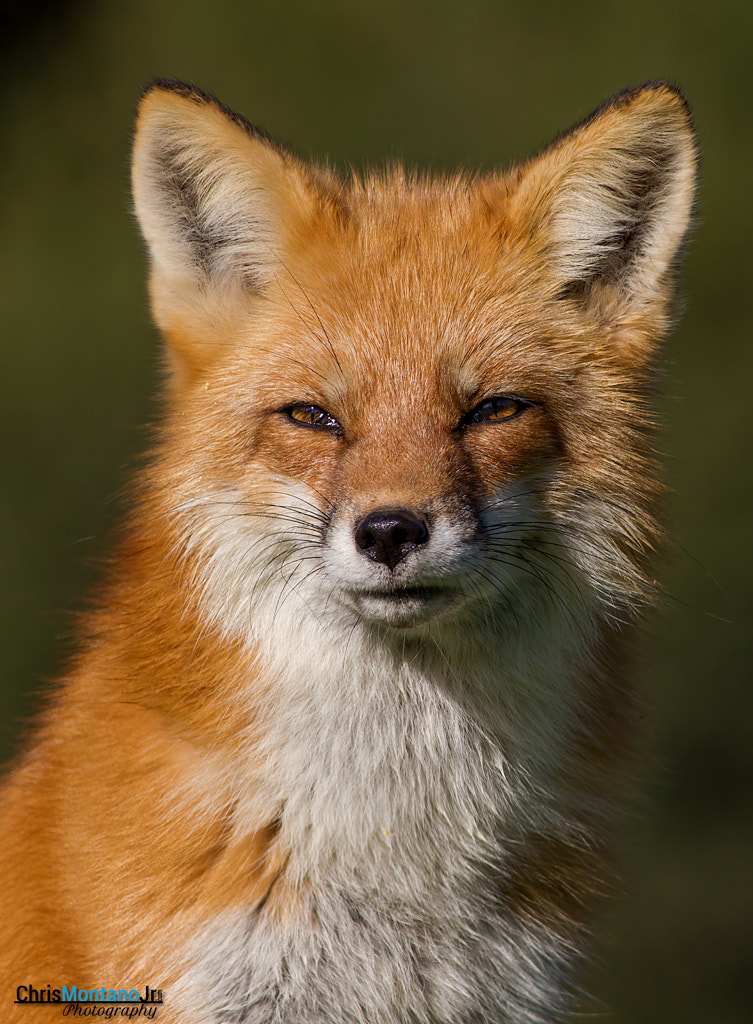 RED FOX PROFILE