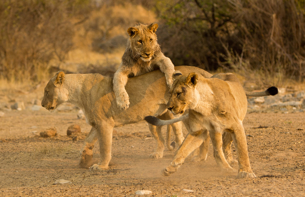 Lion Vs Tiger Who Would Win | Difference and Similarities of Lion and Tiger