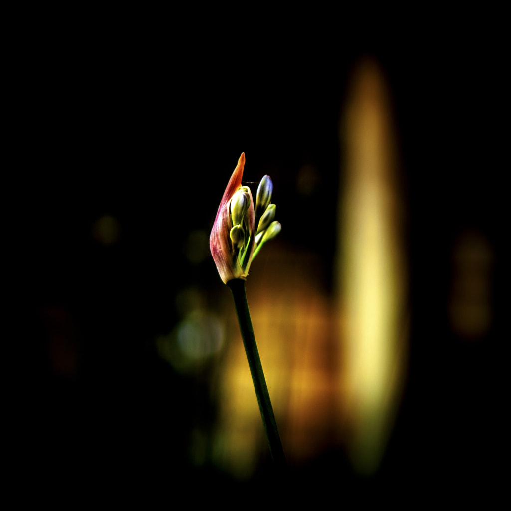 Flaming Buds by Richard Kam on 500px.com