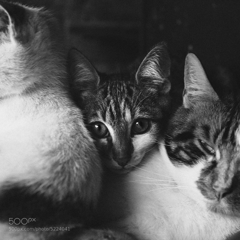 Kittens with Daddy by Mélissa Di Caro