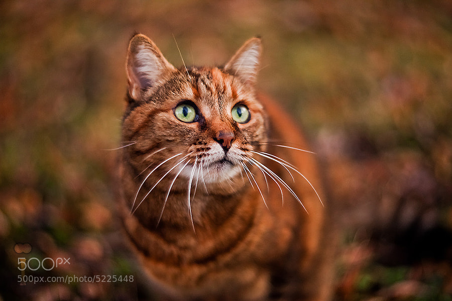 It's In Your Eyes by Romain Matteï